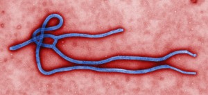 le virus d'Ebola